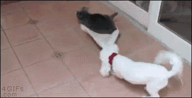 Dog Dragging Cat Around GIF - Drag Dog Cat GIFs