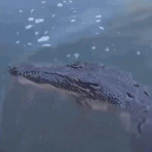 a large crocodile is swimming in the water