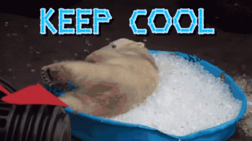 Keep Cool Polar Bear GIF - Keep Cool Polar Bear Cooling Off GIFs