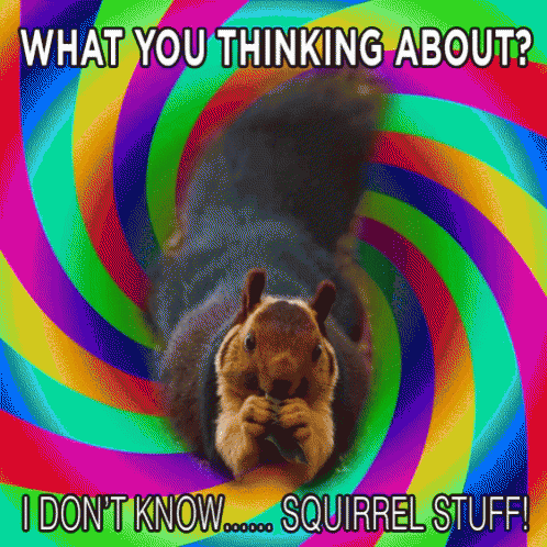 Squirrels GIF - Squirrels GIFs