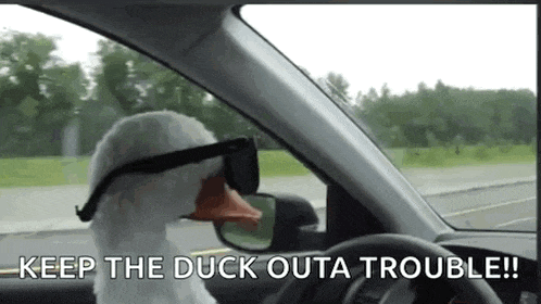 a stuffed duck wearing sunglasses is driving a car and saying `` keep the duck outa trouble ! ''