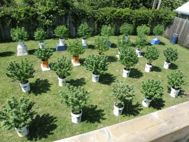 a bunch of potted plants including one that says ' a ' on it