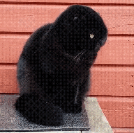 Shocked Amazed GIF - Shocked Amazed Cat GIFs