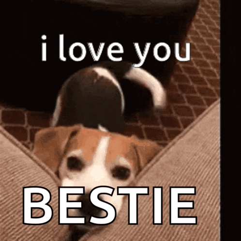a brown and white dog laying on a couch with the words i love you bestie above it