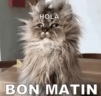 a fluffy cat is sitting on a table with the words `` hola bon matin '' written on its face .