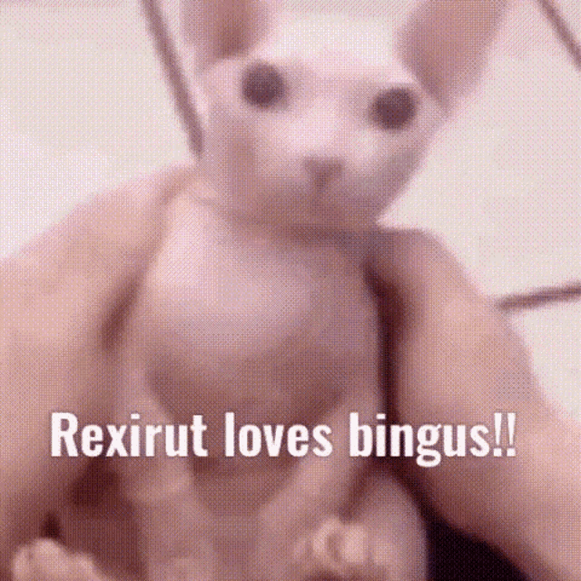 a hairless cat is being held in a person 's hands with the words `` rexirut loves bingus ! ''