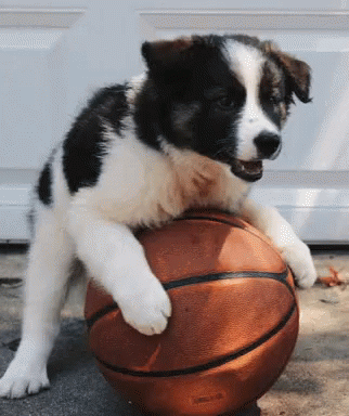 Basketball Dog GIF - Basketball Dog GIFs