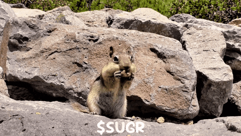 a squirrel sitting on a rock eating a nut with a dollar sign above it
