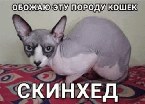 a hairless cat is laying on a bed with a caption in a foreign language