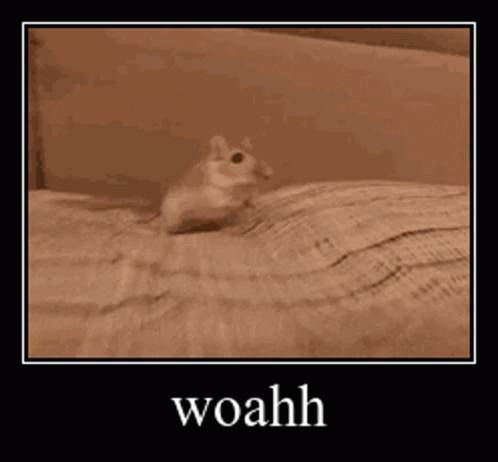 Animals With Captions Woahh GIF - Animals With Captions Woahh Mouse GIFs
