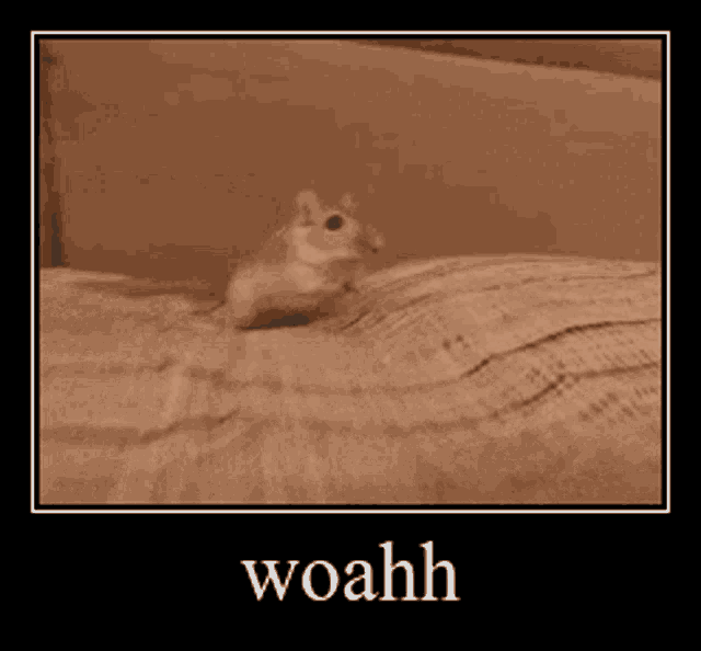 a picture of a mouse on a bed with the words woahh written on it
