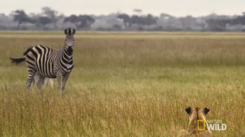 Spotted GIF - Run Theres A Lion Lioness GIFs