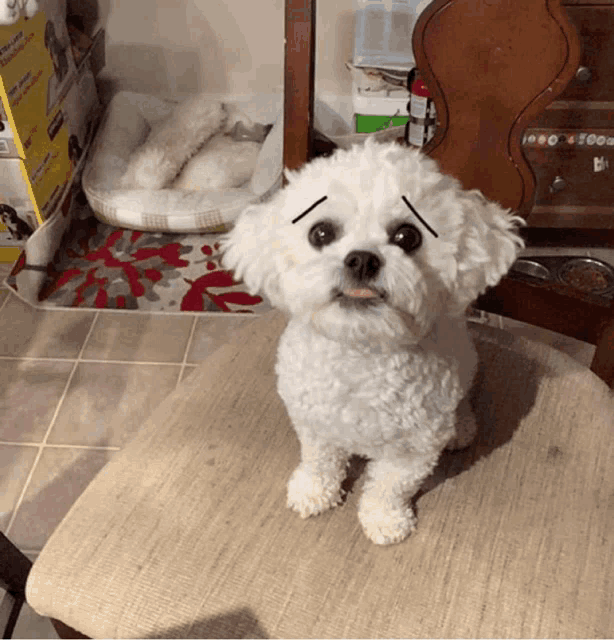 a small white dog is sitting on a chair in front of a box that says kirkland