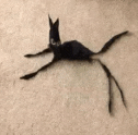 a black cat with long legs is laying on a white carpet .