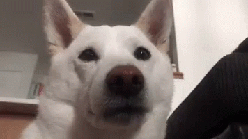 Cute Dog GIF - Cute Dog Wink GIFs