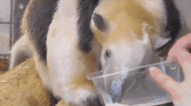 a black and white animal is drinking water from a clear plastic container .