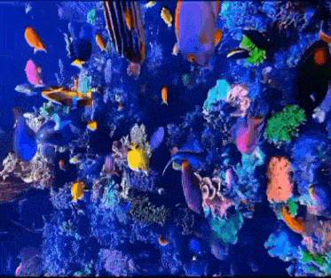 a coral reef filled with lots of colorful fish and sponges .