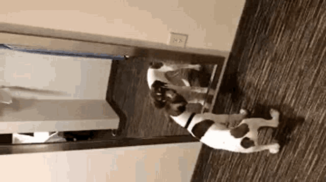 a dog is looking at its reflection in a mirror .