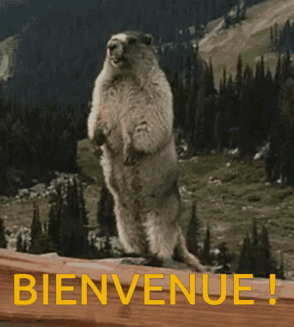 Bienvenue Marmotte GIF - Bienvenue Marmotte GIFs
