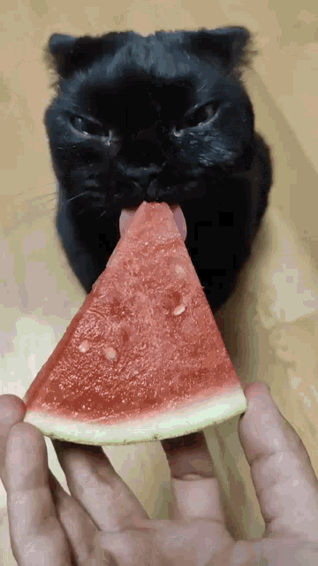 Cat Melon GIF - Cat Melon Cat Licking Watermelon GIFs