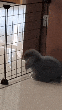 a small grey rabbit is standing in front of a cage