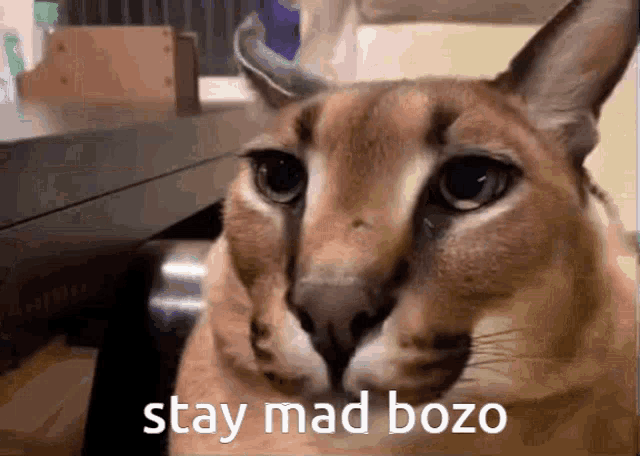 a close up of a cat with the words stay mad bozo above it