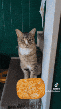 Intelligent Hashbrown GIF - Intelligent Hashbrown Cat GIFs