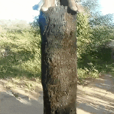 a tree trunk with a person standing on it in the background