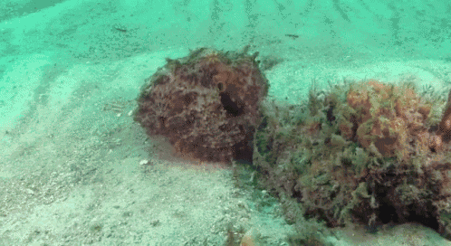 Octopus Ambush GIF - Octopus Ambush Ray GIFs