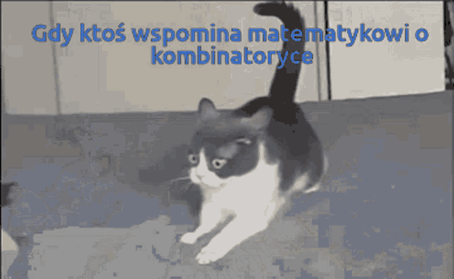 a black and white cat with the words gdy ktos wspomina matematykowi o kombinatoryce behind it