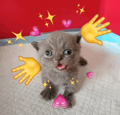 a kitten with its mouth open is surrounded by hearts and stars