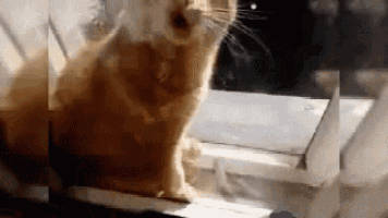 a close up of a cat looking out of a window