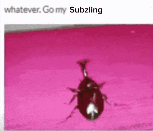 a picture of a bug on a pink surface with the words `` whatever go my subzling '' written below it .