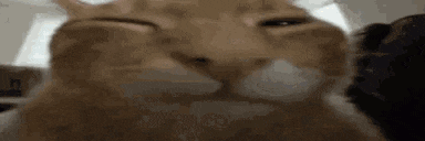 a close up of a cat making a funny face while looking at the camera .