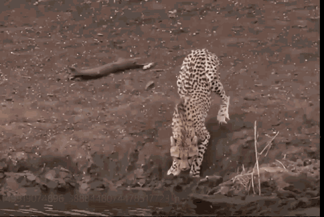 a cheetah is jumping into a body of water with a stick in its mouth
