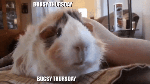 a guinea pig laying on someone 's lap with a caption that says bugsy thursday bugsy thursday