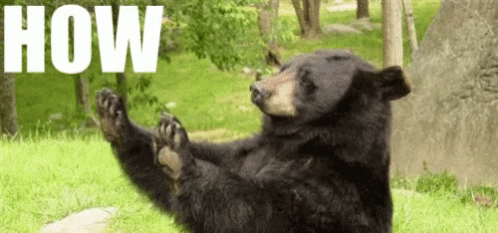 How Bout No Bear GIF - How Bout No Bear Funny Animal GIFs