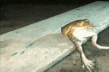 жаба смешная жаба GIF