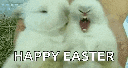 two white rabbits are laying next to each other with their mouths open and the words `` happy easter '' written above them .