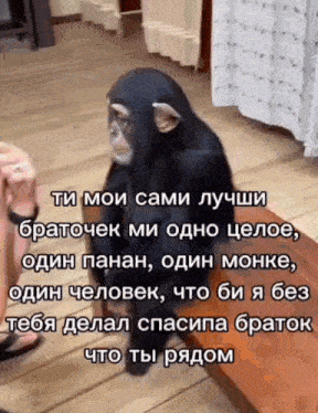 a chimpanzee is sitting on a wooden floor next to a person holding its hand .