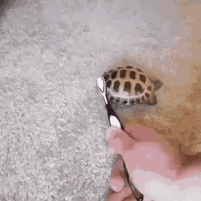 a small turtle is being brushed with a toothbrush on the floor .