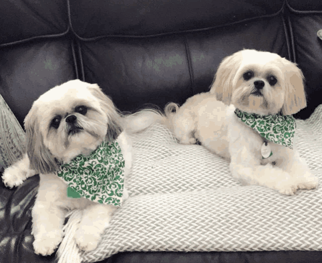 two shih tzu dogs wearing green bandanas are laying on a couch