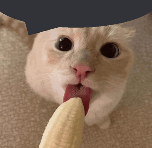 a close up of a cat eating a banana