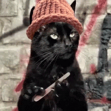 Cat Wif GIF - Cat Wif Hat GIFs