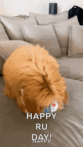 a dog is sitting on a couch with a happy ru day message .