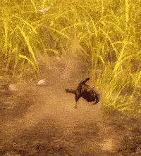 a butterfly is flying over a field of tall grass .