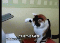 Funny Cat GIF - Cat Printer Take The Paper GIFs