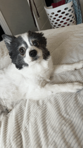 a small black and white dog laying on a bed looking at the camera