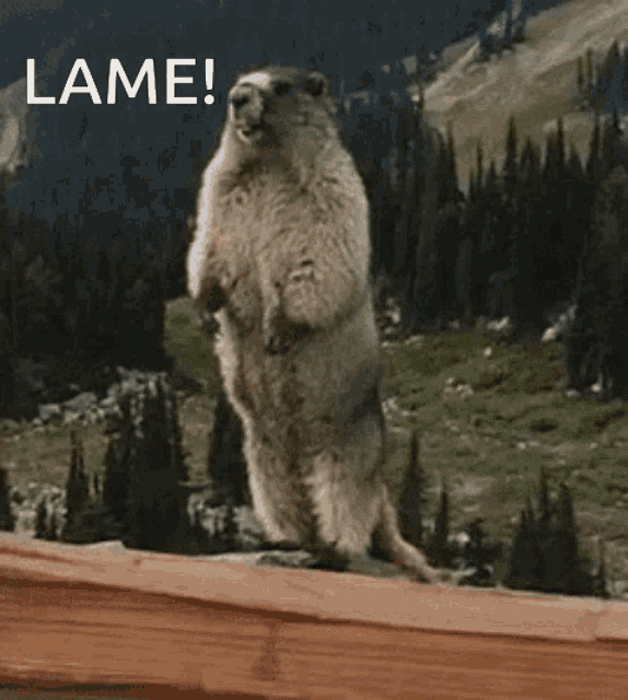 Lame Marmot Lame GIF - Lame Marmot Lame Marmot GIFs