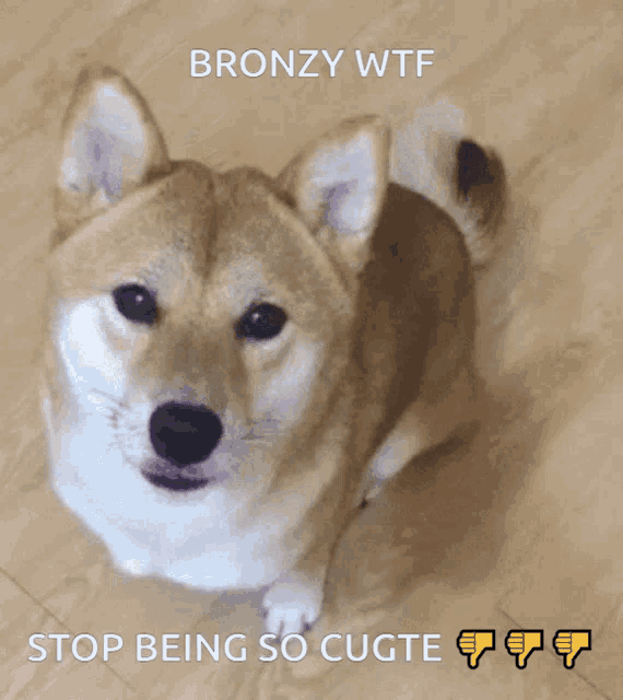 a picture of a dog with the words bronzy wtf above it